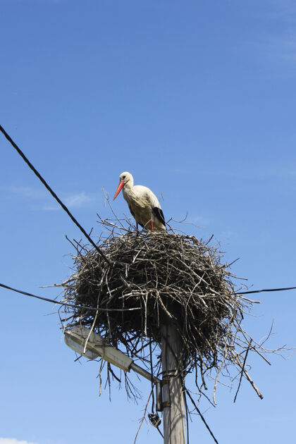 羊群鸟巢上的鸟鹤 野生动物主题 蓝天和白昼翅膀动物飞行