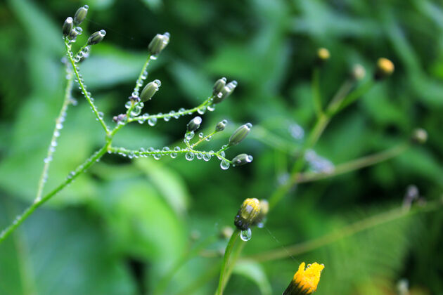 生长露珠落在花草上 雨天 宏观和特写照片 大自然的表面湿植物全景