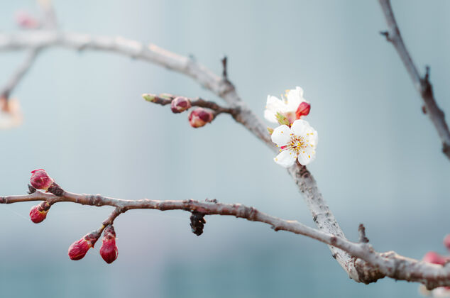 枝樱桃枝上开着白色的小花和嫩芽三月花园开花