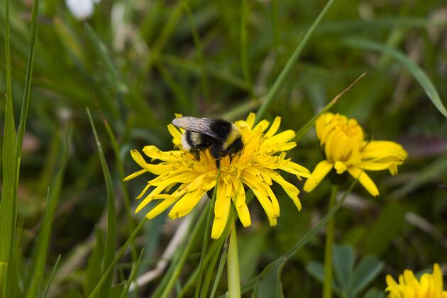 春天蜜蜂宏观和特写 昆虫野生动物 自然和蜂蜜特写蜜蜂