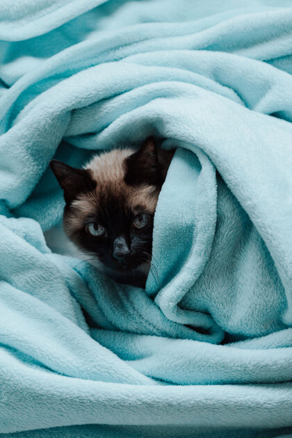 眼睛一只暹罗猫在蓝色毯子里好奇地看着镜头头发卧室舒适