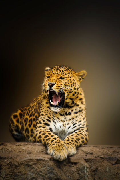 斑点在黑暗的背景下有着强烈眼睛的豹子肖像豹公园动物