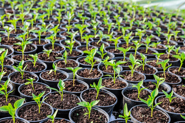 有机塑料辣椒苗盆栽早春的秧苗在温室里蔬菜小温室