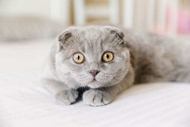 纯种猫可爱的苏格兰灰猫肖像小舒适哺乳动物