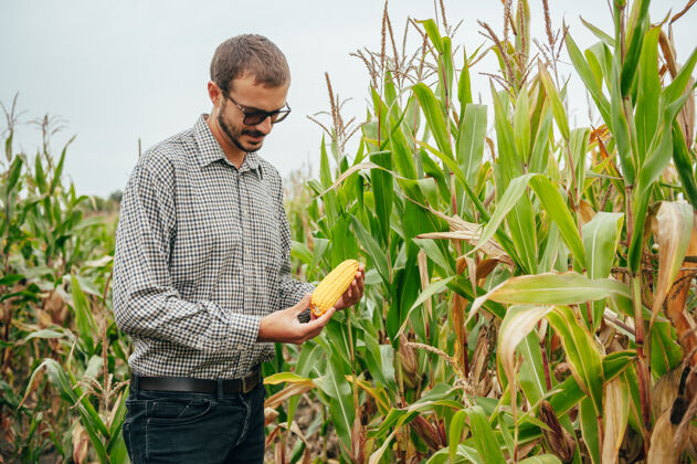 计算机英俊的农学家在玉米地里手持平板触摸屏电脑 在收割前检查庄稼工程男性科学家