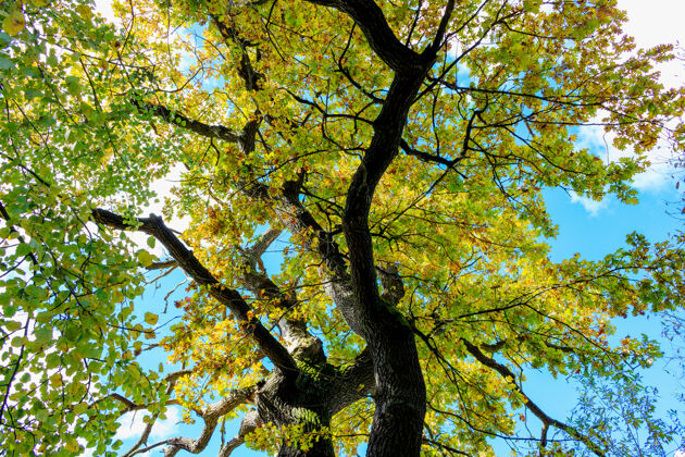 高在晴朗的秋日 蓝天白云映衬下 橡树弯曲的树干和五彩缤纷的枝桠乡村天空树叶