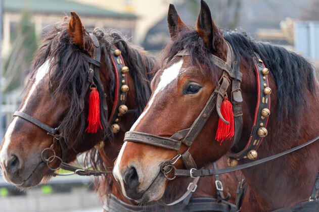 棕色一对戴着铃铛的马具的马鬃毛传统马