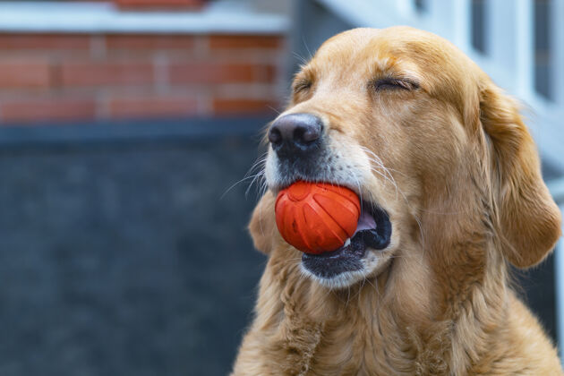 血统狗直视镜头 金猎犬 拉布拉多犬在他家附近的街道上玩球 手里拿着玩具牙齿复制空间狗户外散步