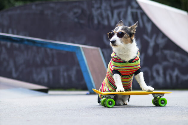 路径一只时髦的狗在斜坡上 在外面骑着一个便士板一只宠物在操场上骑着滑板或长板坡道运动溜冰