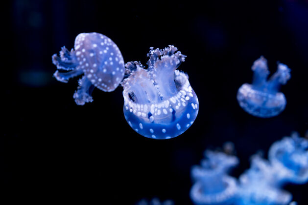 动物充满活力的水母漂浮在海洋中运动热带游泳