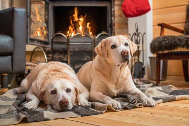 成人一对金色的拉布拉多猎犬躺在乡间壁炉前的毯子上奶油夫妇宠物