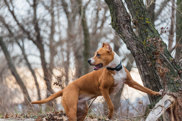 能源美国斯塔福德郡猎犬森林年轻公园里的斯塔福德郡成年猎犬品种犬梗