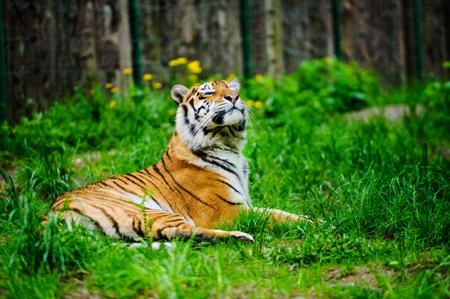 孟加拉绿草上美丽的老虎西伯利亚生命危险