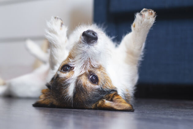 生活方式一只宠物狗躺在家里的地板上房子累温暖