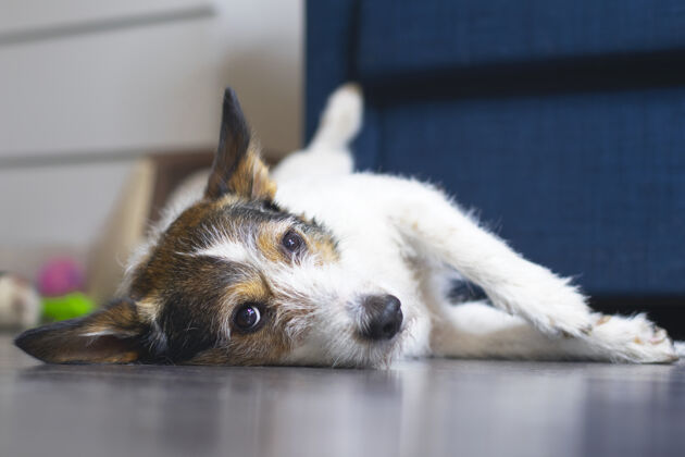 谎言一只宠物狗躺在家里的地板上休息温暖狗房间