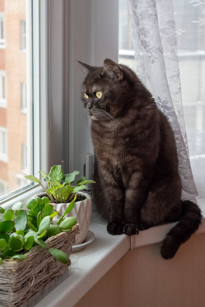 家居室内黑猫坐在靠近盆栽的窗台上猫宠物手表
