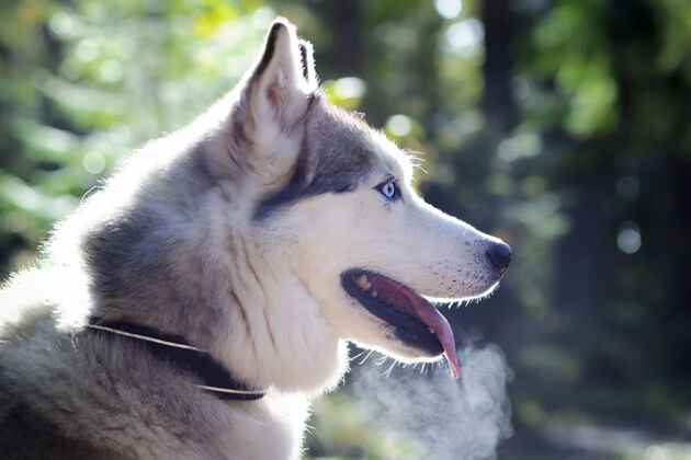 冬季特写 在侧面 一个哈士奇的脸与蓝色眼睛加拿大人 森林背景上的北方狗可爱森林肖像