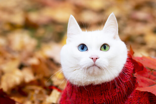 五彩微笑的白猫 多色的眼睛 安哥拉繁殖坐姿在一个秋天公园的树叶里白天动物穿着毛衣在床上街上宠物在红枫和黄枫中玩耍爱户外平