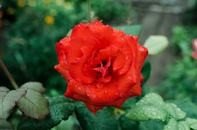 宏特写红玫瑰花.玫瑰雨后 在花园里滴香水芳香