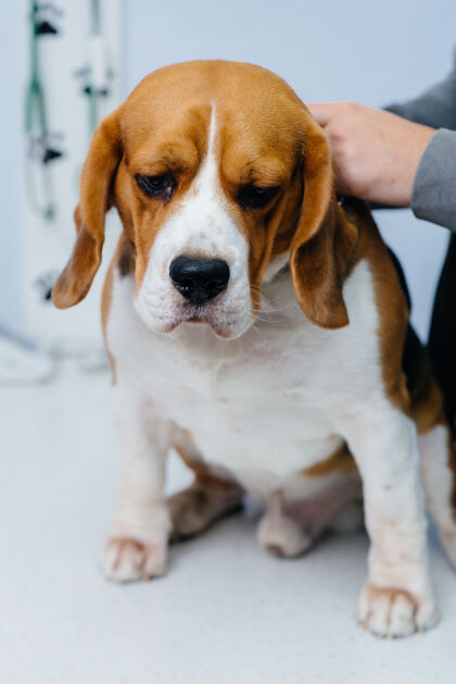 动物一只大狗正准备在兽医诊所接受手术临床麻醉为了狗桌子医院病人