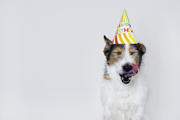 漂亮一只戴着帽子的白色背景的有趣的狗 生日快乐一只宠物在树上舔嘴唇假日.copy空间积极快乐生日