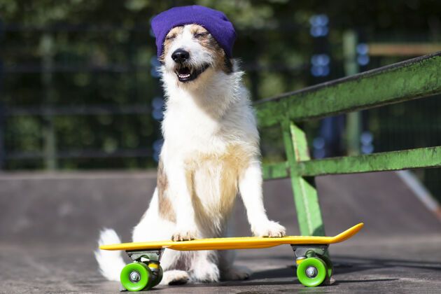 太阳镜快乐有趣的狗在帽子上骑滑板或便士板滑板滑板便士板