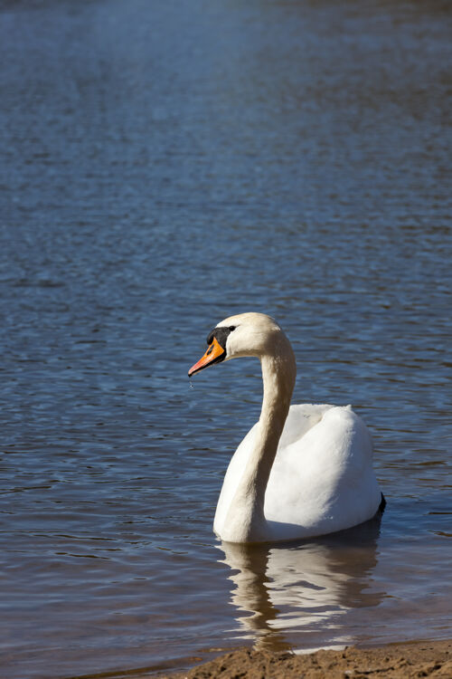 野生动物春天的天鹅在湖边爱自然翅膀