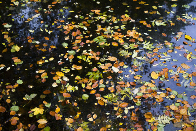 公园秋叶在水中 水的倒影和五彩缤纷的叶子在德国柏林的公园里叶柏林抽象