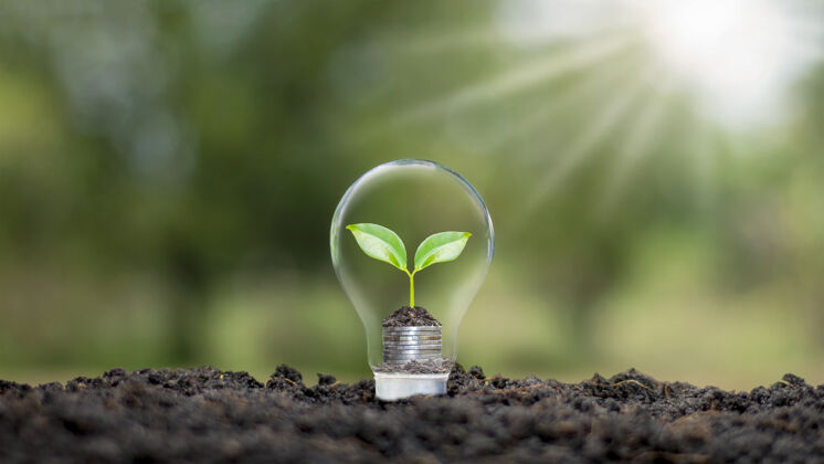 利润一棵树生长在一个灯泡加上一个模糊的绿色自然背景地球日节能环保的概念硬币可再生能源生活会计