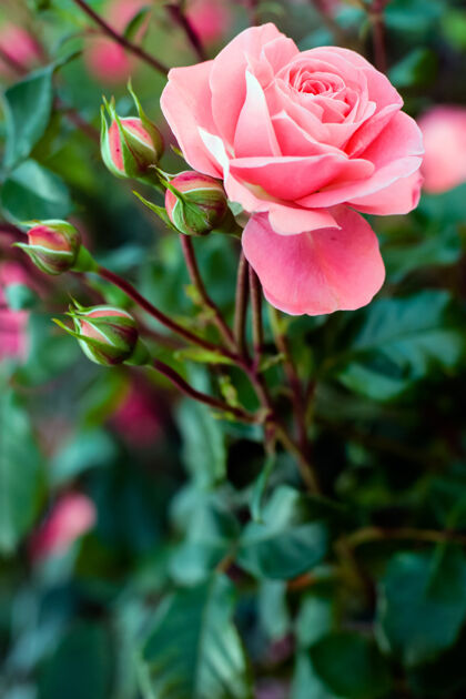 户外令人惊奇的开放嫩粉红玫瑰和四个关闭的芽丛穗花瓣