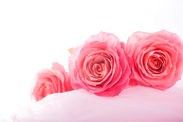 天背景是柔软的丝绸上的粉红玫瑰花礼物纹理