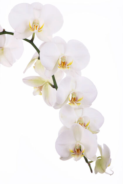 生物白色背景上开着美丽的热带兰花的树枝优雅叶子丛林