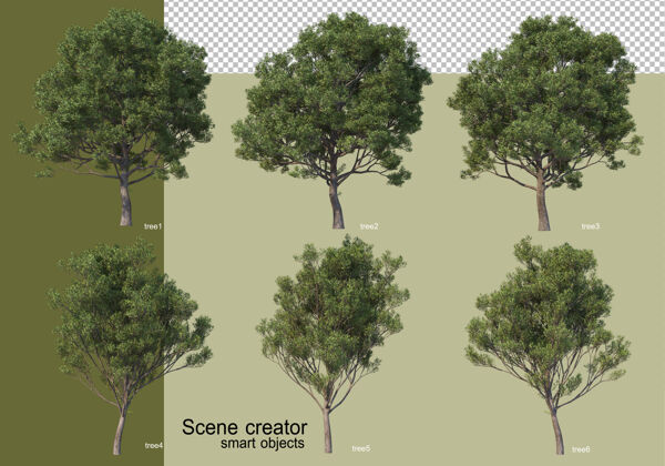 树枝各种树木的3d渲染隔离森林自然树