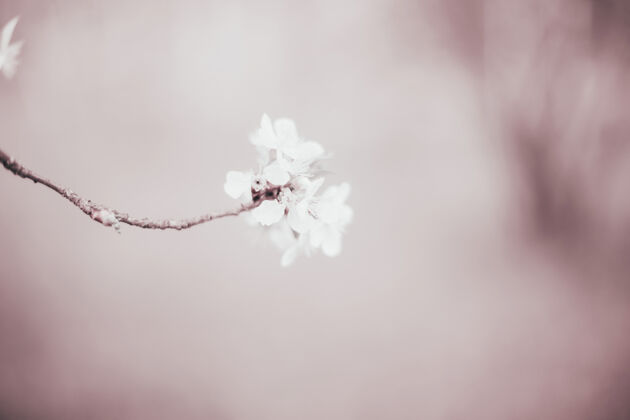 春天特写在春天苹果树开花的树枝上树枝花树粉色背景