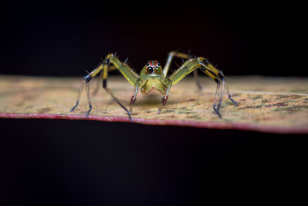 动物跳蜘蛛改变它的瞳孔的颜色小动物虫子