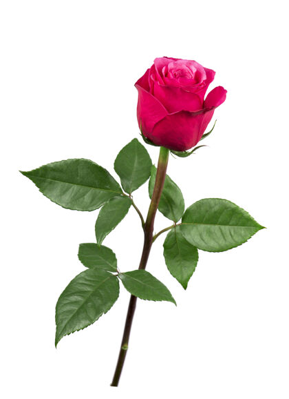 季节白色背景上孤立的粉红色玫瑰花新鲜开花浪漫