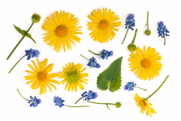 五月花合成.圆形黄色和蓝色的花做成的框架 白色背景上的桉树枝花瓣洋红园艺