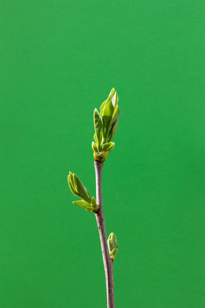 小春天的嫩枝和嫩绿的叶子在绿色的墙上春天新的蔬菜