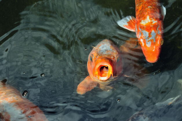 鲤鱼湖里的橙色鲤鱼水饿池塘