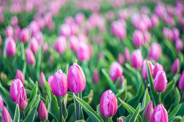 庆祝美丽的郁金香花草地春天柔和的自然背景 选择性聚焦花生日爱