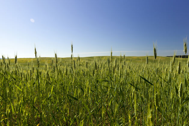 饲料绿色小麦生长的农田栽培农业生产进口