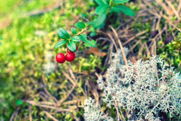 收获红色成熟的灵芝和白色的苔藓饮食苔藓浆果