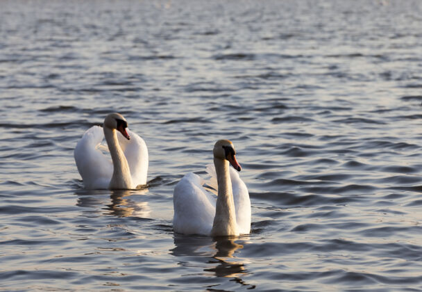 纯洁春天湖边的一对天鹅平静美丽永恒
