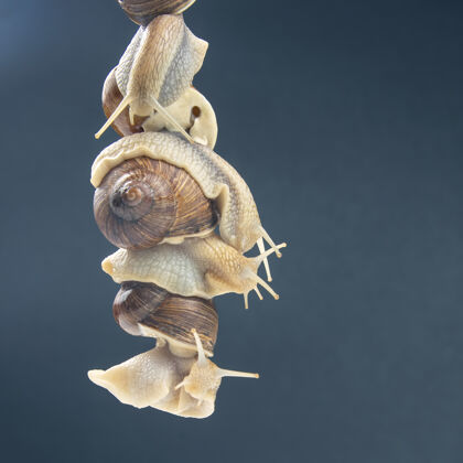 生物蜗牛抱在一起笨蛋浪漫以及动物王国里的关系农场野生动物花园
