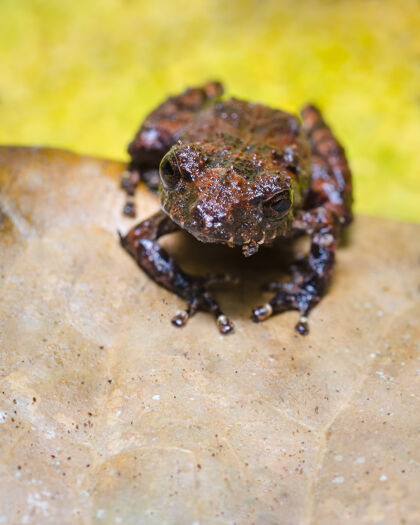 哥伦比亚青蛙在一片枯叶和一片黄色背景上直视前方山生命脊椎动物