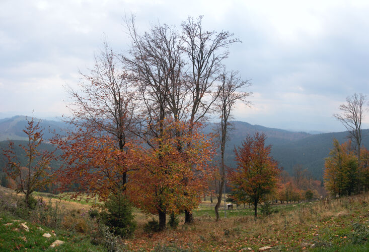 喀尔巴阡秋天的山景叶龄灌木黄