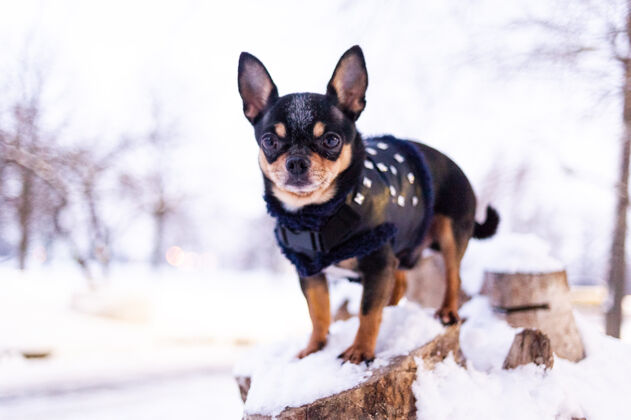 品种寒风中的小狗夹克冬天吉娃娃穿着冬天的衣服在雪上可爱小宠物