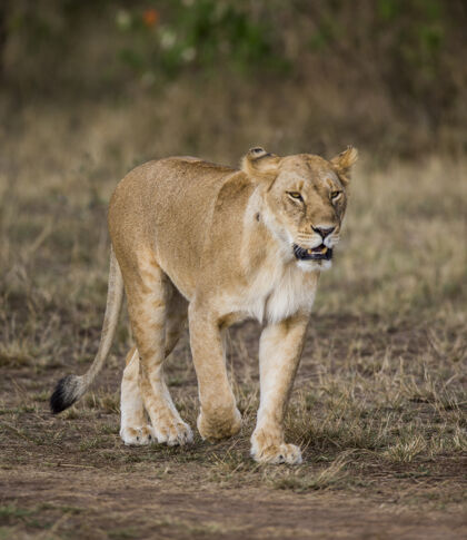 大自然狮子座萨凡纳国家肯尼亚坦桑尼亚公园马赛先生塞伦盖蒂.!大自然 动物 狮子 野生动物 动物群 捕食者