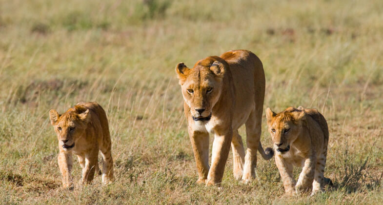 捕食者母狮和幼崽在大草原上野生动物园塞伦盖蒂狮子