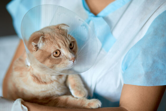 家庭女兽医手上拿着一只带塑料锥领的猫去势后 兽医的概念医生保护宠物